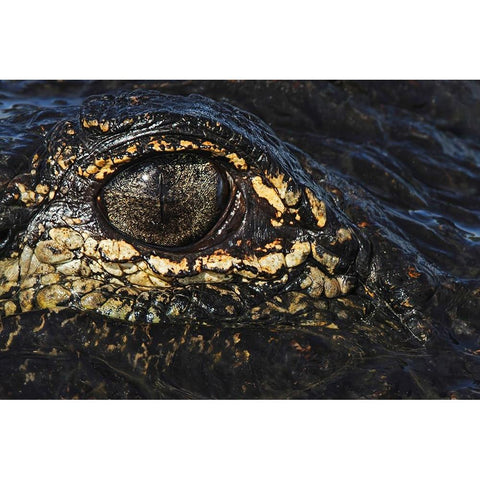 American alligator eyeball close-up from eye level with water-Myakka River State Park-Florida Black Modern Wood Framed Art Print by Jones, Adam
