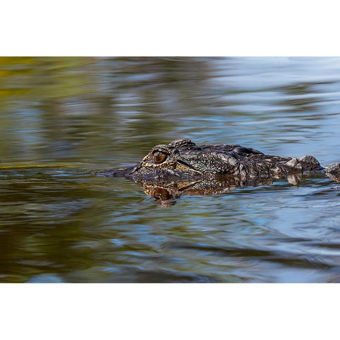 American alligator from eye level with water-Myakka River State Park-Florida Black Modern Wood Framed Art Print with Double Matting by Jones, Adam