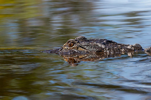 American alligator from eye level with water-Myakka River State Park-Florida Black Ornate Wood Framed Art Print with Double Matting by Jones, Adam