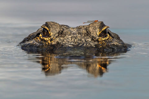 American alligator from eye level with water-Myakka River State Park-Florida Black Ornate Wood Framed Art Print with Double Matting by Jones, Adam