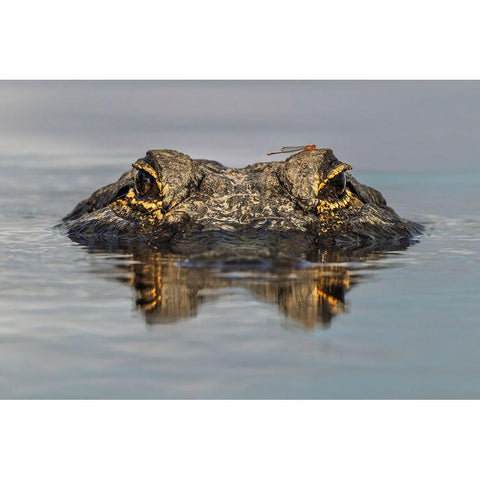 American alligator from eye level with water-Myakka River State Park-Florida Black Modern Wood Framed Art Print by Jones, Adam