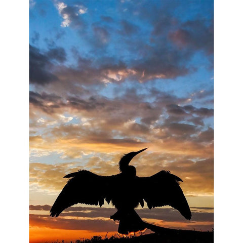 Anhinga silhouetted at sunset-Florida Black Modern Wood Framed Art Print by Jones, Adam