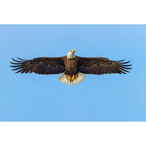 Bald eagle flying-Florida Black Modern Wood Framed Art Print with Double Matting by Jones, Adam