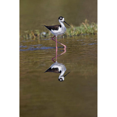 Black-necked stilt-Myakka River State Park-Florida Black Modern Wood Framed Art Print with Double Matting by Jones, Adam