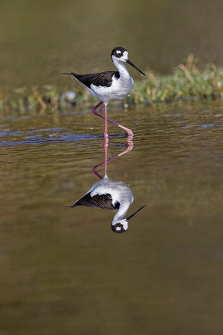 Black-necked stilt-Myakka River State Park-Florida White Modern Wood Framed Art Print with Double Matting by Jones, Adam