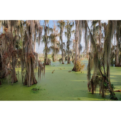 Cypress trees draped in Spanish moss-Circle B Ranch-Polk County-Florida Gold Ornate Wood Framed Art Print with Double Matting by Jones, Adam