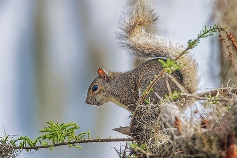 Eastern gray squirrel-Circle B Ranch-Florida Black Ornate Wood Framed Art Print with Double Matting by Jones, Adam