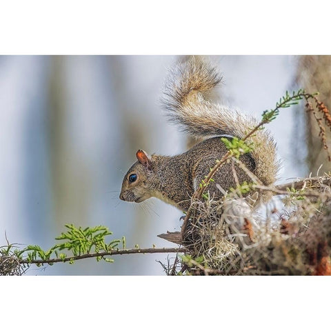 Eastern gray squirrel-Circle B Ranch-Florida Black Modern Wood Framed Art Print with Double Matting by Jones, Adam