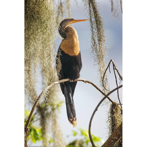 Female Anhinga Circle B Ranch-Florida White Modern Wood Framed Art Print by Jones, Adam