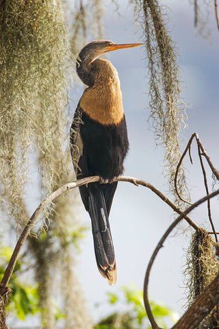 Female Anhinga Circle B Ranch-Florida Black Ornate Wood Framed Art Print with Double Matting by Jones, Adam