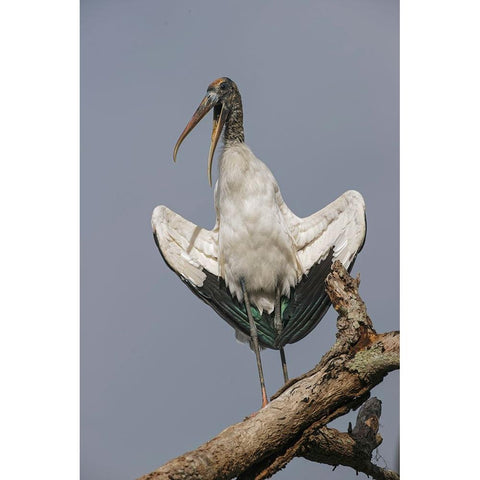 Wood stork-Circle B Ranch-Florida Gold Ornate Wood Framed Art Print with Double Matting by Jones, Adam