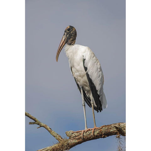 Wood stork-Circle B Ranch-Florida Black Modern Wood Framed Art Print by Jones, Adam