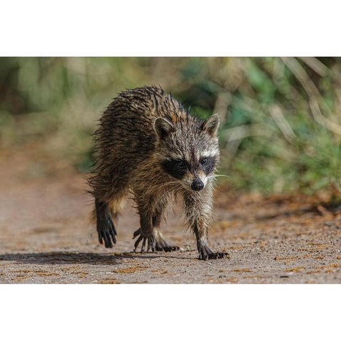 Raccoon walking-Circle B Ranch-Florida White Modern Wood Framed Art Print by Jones, Adam