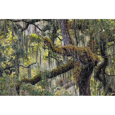 Live oak trees draped in Spanish moss-Polk County-Florida Gold Ornate Wood Framed Art Print with Double Matting by Jones, Adam