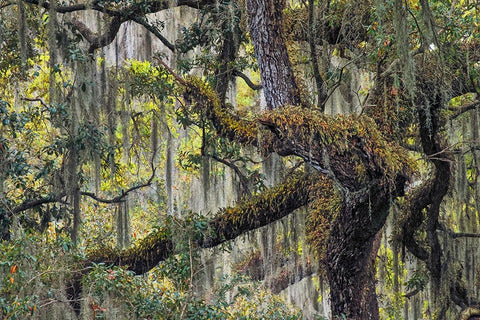 Live oak trees draped in Spanish moss-Polk County-Florida Black Ornate Wood Framed Art Print with Double Matting by Jones, Adam