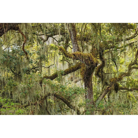 Live oak trees draped in Spanish moss-Polk County-Florida Black Modern Wood Framed Art Print by Jones, Adam
