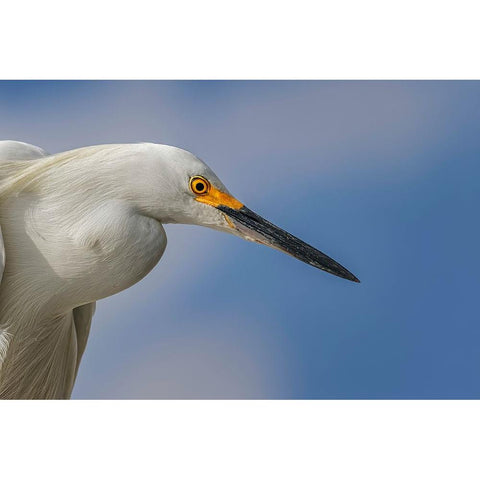 Snowy Egret-Florida Black Modern Wood Framed Art Print by Jones, Adam