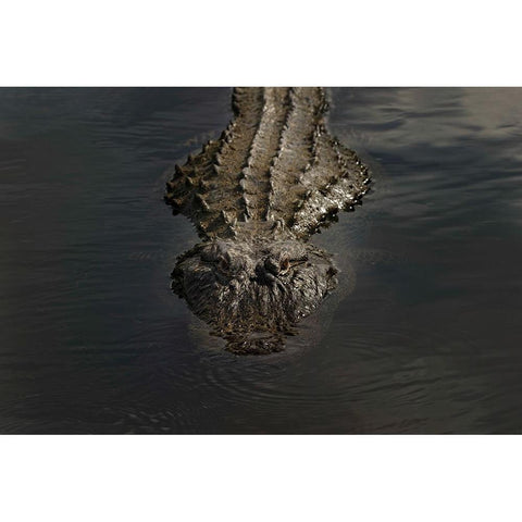 American alligator-Myakka River State Park-Florida Black Modern Wood Framed Art Print with Double Matting by Jones, Adam