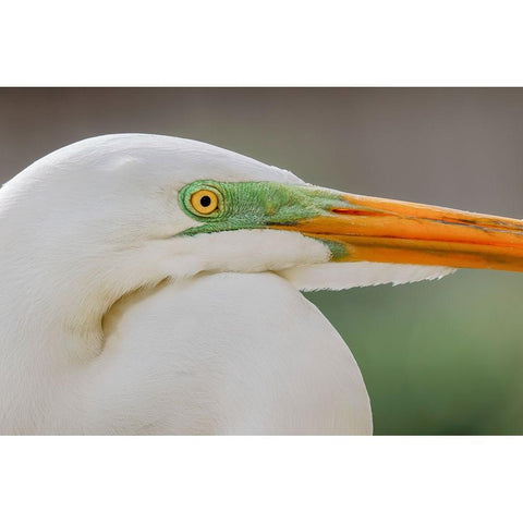 Great egret in breeding plumage-south Florida Gold Ornate Wood Framed Art Print with Double Matting by Jones, Adam
