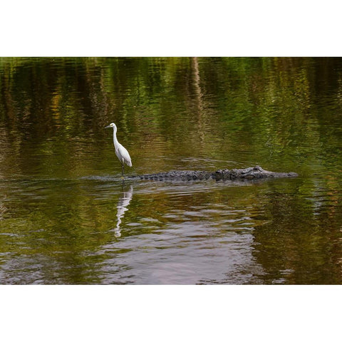 Snowy Egret riding on top of American alligator-Florida Gold Ornate Wood Framed Art Print with Double Matting by Jones, Adam