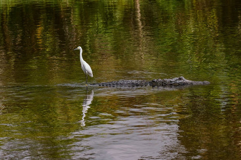 Snowy Egret riding on top of American alligator-Florida White Modern Wood Framed Art Print with Double Matting by Jones, Adam