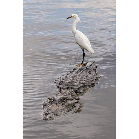 Snowy Egret riding on top of American alligator-Florida Black Modern Wood Framed Art Print by Jones, Adam