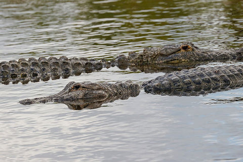 American alligators-Myakka River State Park-Florida White Modern Wood Framed Art Print with Double Matting by Jones, Adam