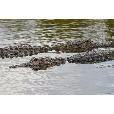 American alligators-Myakka River State Park-Florida White Modern Wood Framed Art Print by Jones, Adam