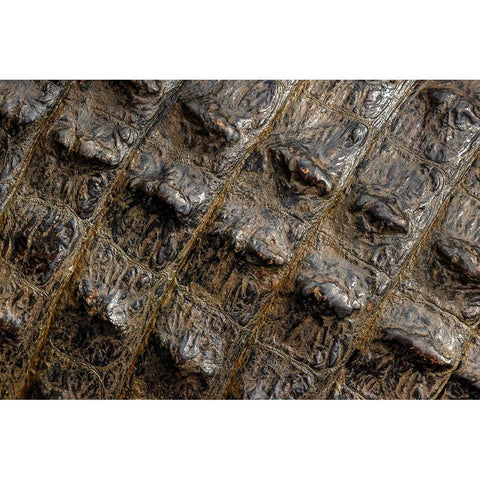 American alligator scale pattern close-up-Myakka River State Park-Florida Black Modern Wood Framed Art Print with Double Matting by Jones, Adam