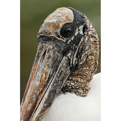 Wood stork-Circle B Ranch-Florida Gold Ornate Wood Framed Art Print with Double Matting by Jones, Adam