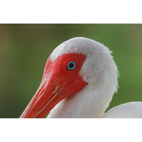 American white ibis Myakka River State Park-Florida White Modern Wood Framed Art Print by Jones, Adam