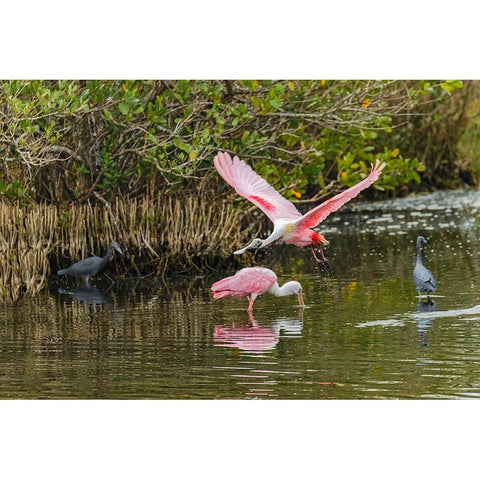 Roseate spoonbill flying-Merritt Island National Wildlife Refuge-Florida Black Modern Wood Framed Art Print by Jones, Adam