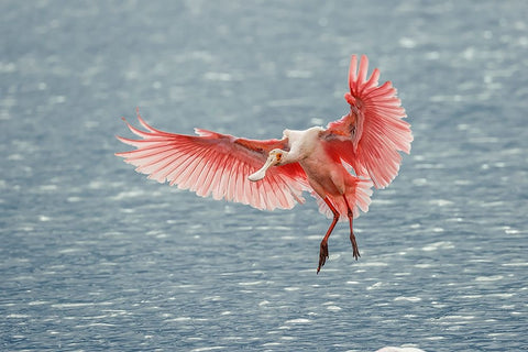 Roseate spoonbill landing-Merritt Island National Wildlife Refuge-Florida Black Ornate Wood Framed Art Print with Double Matting by Jones, Adam