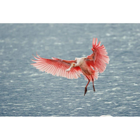 Roseate spoonbill landing-Merritt Island National Wildlife Refuge-Florida Black Modern Wood Framed Art Print by Jones, Adam