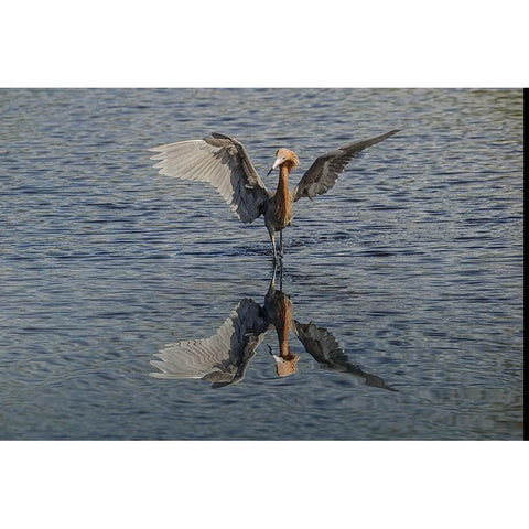 Reddish egret fishing-Merritt Island National Wildlife Refuge-Florida Black Modern Wood Framed Art Print with Double Matting by Jones, Adam