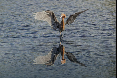 Reddish egret fishing-Merritt Island National Wildlife Refuge-Florida Black Ornate Wood Framed Art Print with Double Matting by Jones, Adam