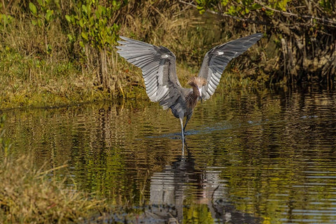 Reddish egret fishing-Merritt Island National Wildlife Refuge-Florida Black Ornate Wood Framed Art Print with Double Matting by Jones, Adam