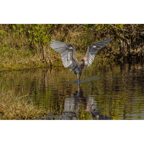 Reddish egret fishing-Merritt Island National Wildlife Refuge-Florida Black Modern Wood Framed Art Print by Jones, Adam