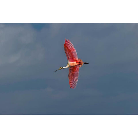Roseate spoonbill flying-Merritt Island National Wildlife Refuge-Florida Gold Ornate Wood Framed Art Print with Double Matting by Jones, Adam