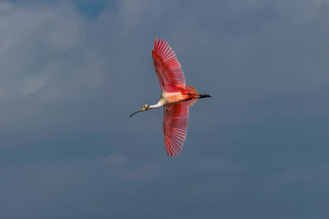 Roseate spoonbill flying-Merritt Island National Wildlife Refuge-Florida Black Ornate Wood Framed Art Print with Double Matting by Jones, Adam