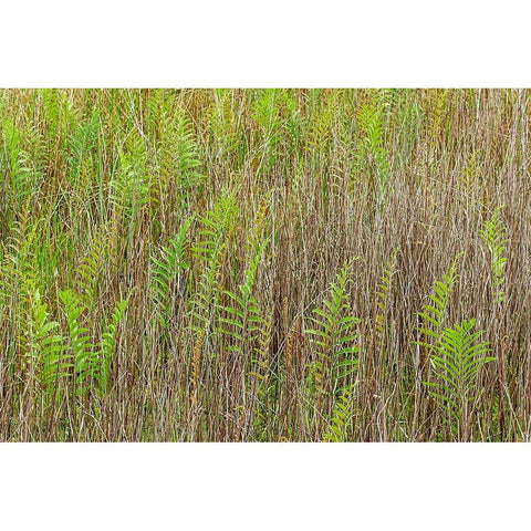 Ferns and grass pattern-Merritt Island National Wildlife Refuge-Florida White Modern Wood Framed Art Print by Jones, Adam