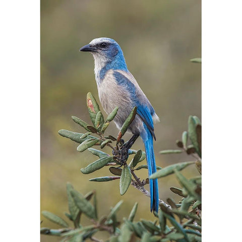 Florida scrub jay-Merritt Island National Wildlife Refuge-Florida White Modern Wood Framed Art Print by Jones, Adam