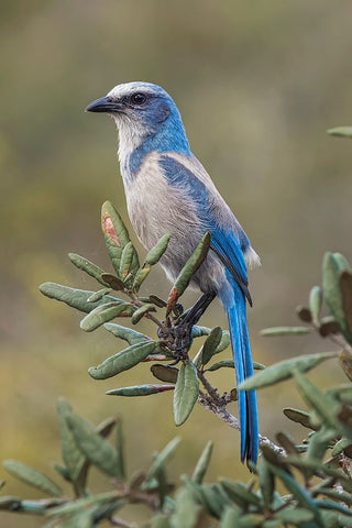 Florida scrub jay-Merritt Island National Wildlife Refuge-Florida Black Ornate Wood Framed Art Print with Double Matting by Jones, Adam