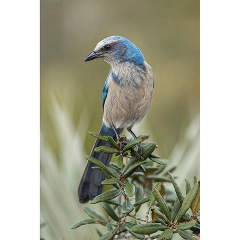 Florida scrub jay-Merritt Island National Wildlife Refuge-Florida Gold Ornate Wood Framed Art Print with Double Matting by Jones, Adam