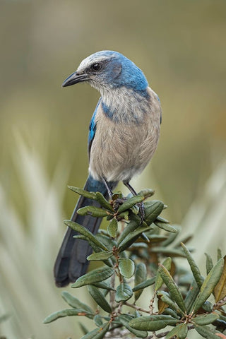 Florida scrub jay-Merritt Island National Wildlife Refuge-Florida White Modern Wood Framed Art Print with Double Matting by Jones, Adam