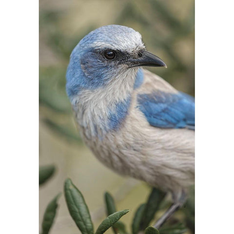 Florida scrub jay-Merritt Island National Wildlife Refuge-Florida Black Modern Wood Framed Art Print with Double Matting by Jones, Adam