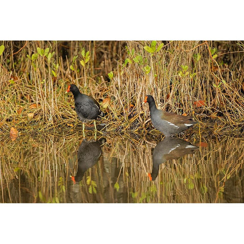 Pair of Moorhens-Merritt Island National Wildlife Refuge-Florida Gold Ornate Wood Framed Art Print with Double Matting by Jones, Adam