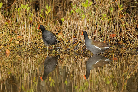 Pair of Moorhens-Merritt Island National Wildlife Refuge-Florida Black Ornate Wood Framed Art Print with Double Matting by Jones, Adam