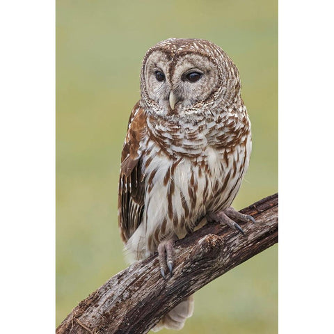 Barred owl-Strix varia-Florida Black Modern Wood Framed Art Print with Double Matting by Jones, Adam