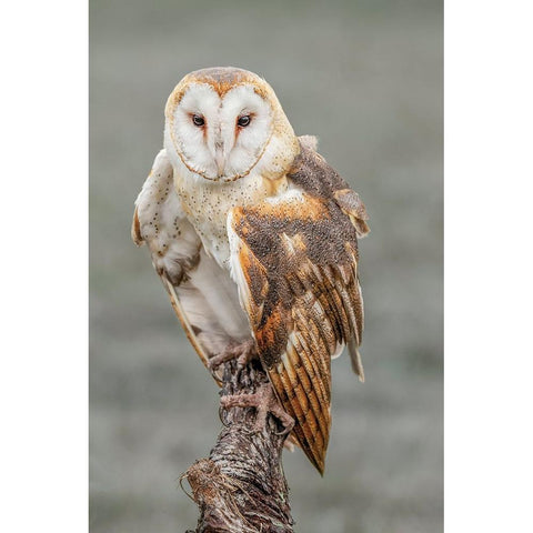 Barn owl-Tyto alba-Florida Black Modern Wood Framed Art Print by Jones, Adam